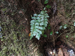 Asplenium cuneatiforme