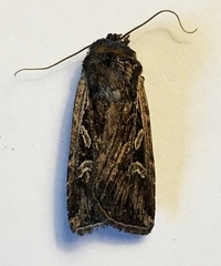 Euxoa olivalis