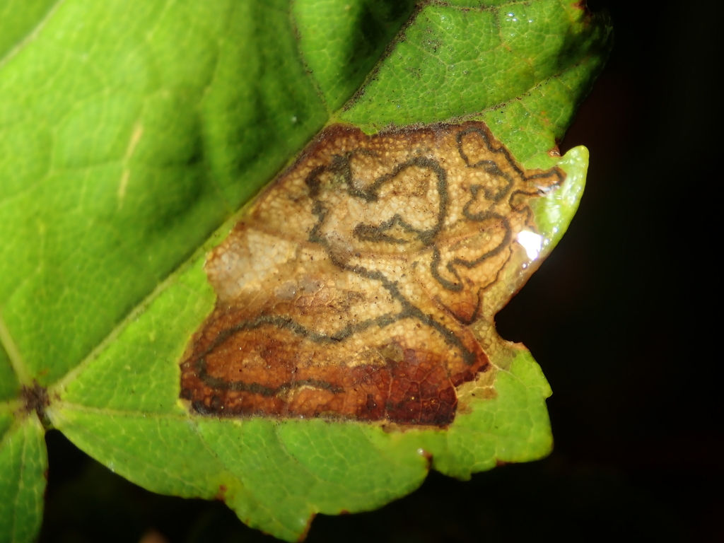 Barred Sycamore Pigmy