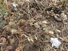 Chorizanthe cuspidata cuspidata