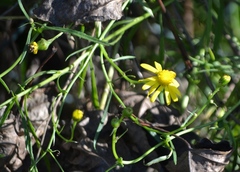 Senecio inaequidens