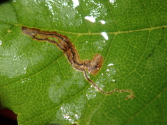 Stigmella speciosa