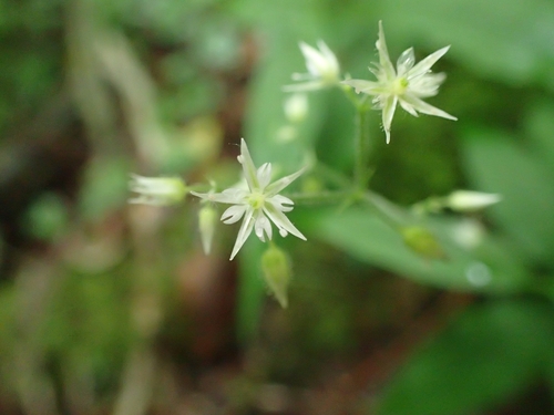 Stellaria monosperma iNat (3)