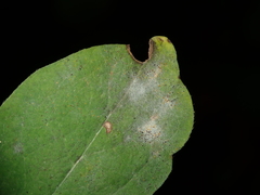 Erysiphe symphoricarpi