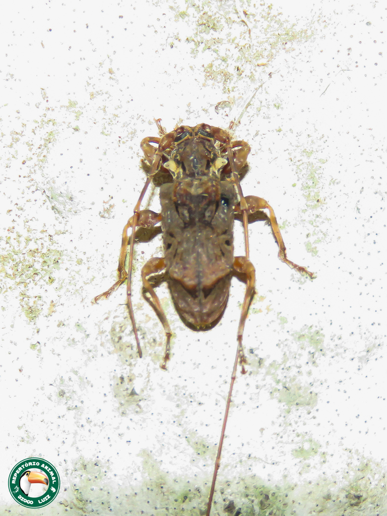 Macronemus mimus