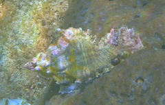 Chicoreus torrefactus