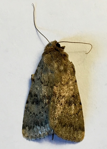 Pronoctua typica