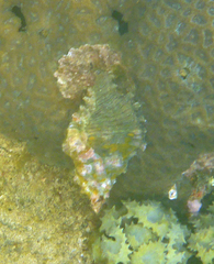 Chicoreus torrefactus