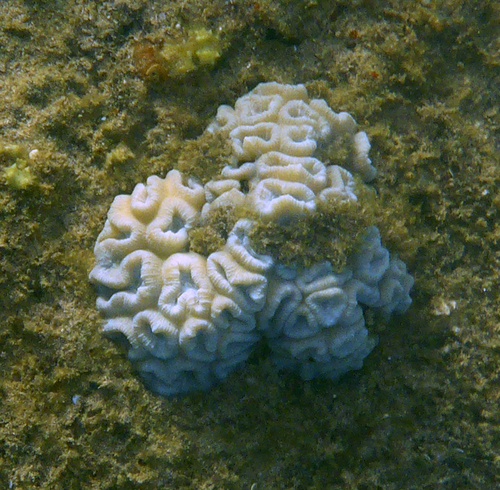 Caulastraea connata