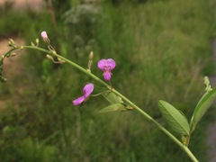 Desmodium canescens