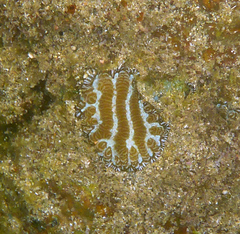 Leptoria phrygia