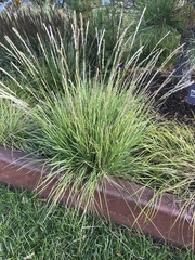 Sesleria autumnalis