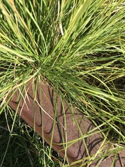 Sesleria autumnalis