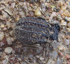 Machla verrucosa