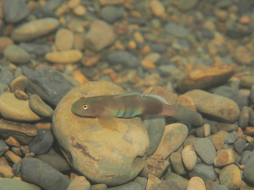 Armoured climbing goby (Lentipes armatus) — Gobiidae — 5