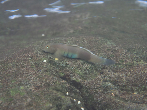 Armoured climbing goby (Lentipes armatus) — Gobiidae — 4
