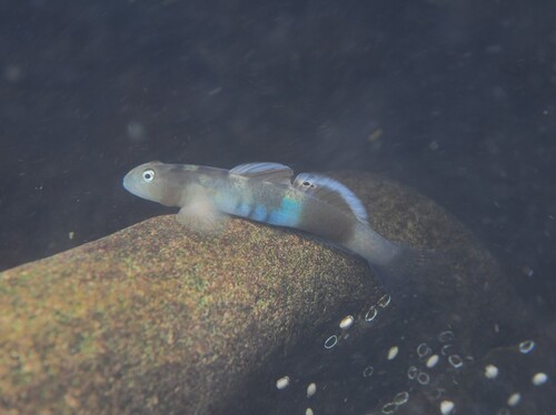Armoured climbing goby (Lentipes armatus) — Gobiidae