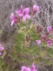 Pelargonium cucullatum cucullatum