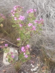Pelargonium cucullatum cucullatum