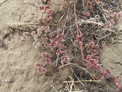 Chorizanthe cuspidata cuspidata