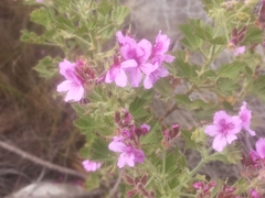 Pelargonium cucullatum cucullatum