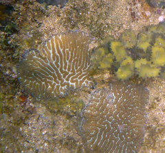 Leptoria phrygia