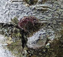 Androporus discedens