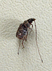 Androporus discedens