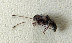 Androporus discedens