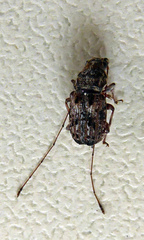 Androporus discedens
