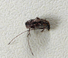 Androporus discedens
