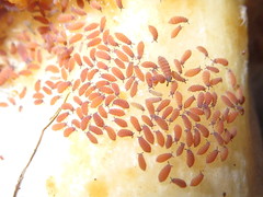 Ceratophysella