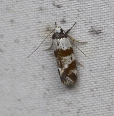 Isomoralla gephyrota