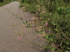 Desmodium laevigatum