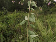 Desmodium laevigatum