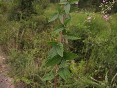 Desmodium laevigatum