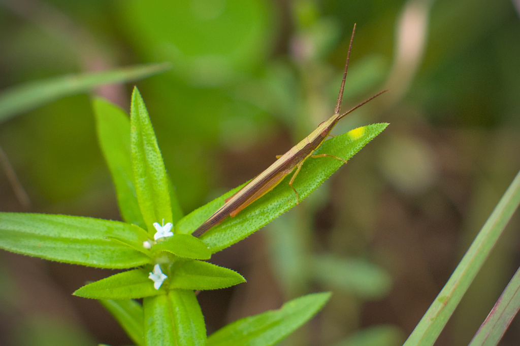Pasiphimus sagittaeformis