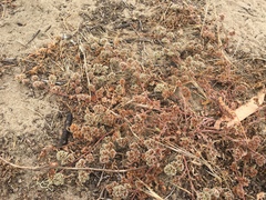 Chorizanthe cuspidata cuspidata