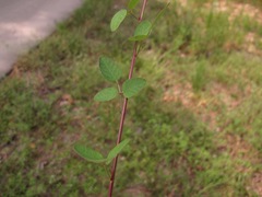 Desmodium marilandicum