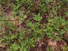 Desmodium marilandicum