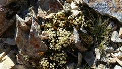 Anisotome flexuosa