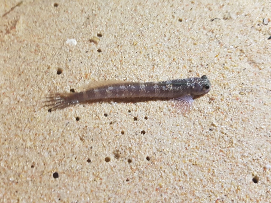 Fowler's Rockskipper