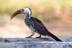 Tockus damarensis