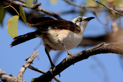 Turdoides gymnogenys