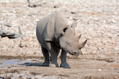 Black Rhinoceros photo 4