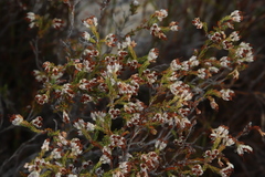 Erica imbricata