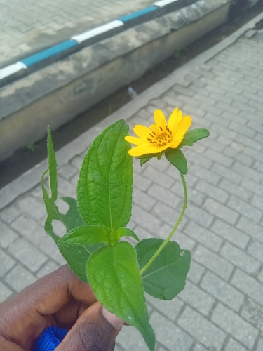 Aspilia africana