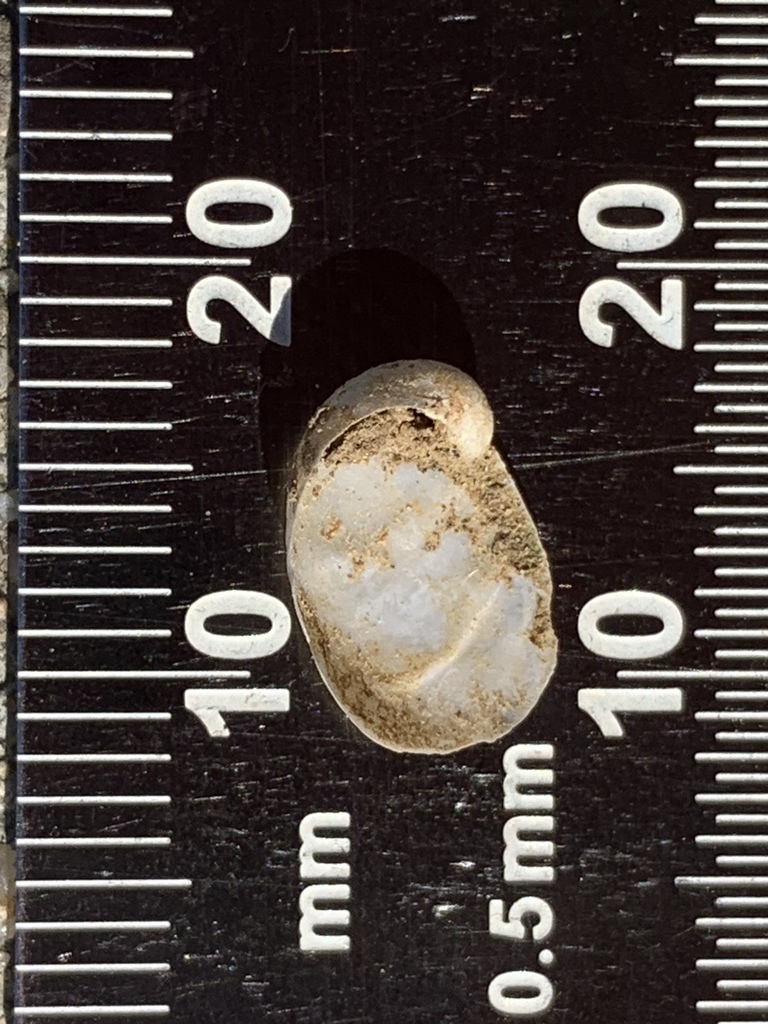 Santa Barbara Shelled Slug