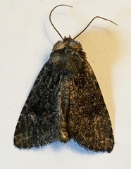Aseptis binotata