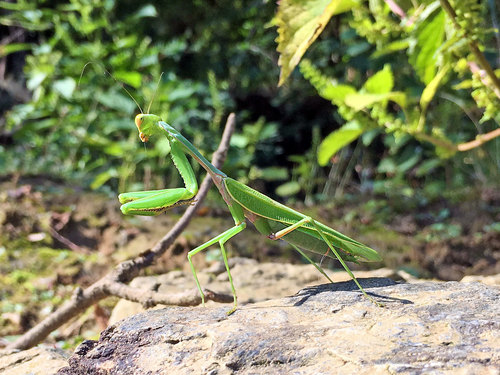 Chinese Reddish Mantis photo 3